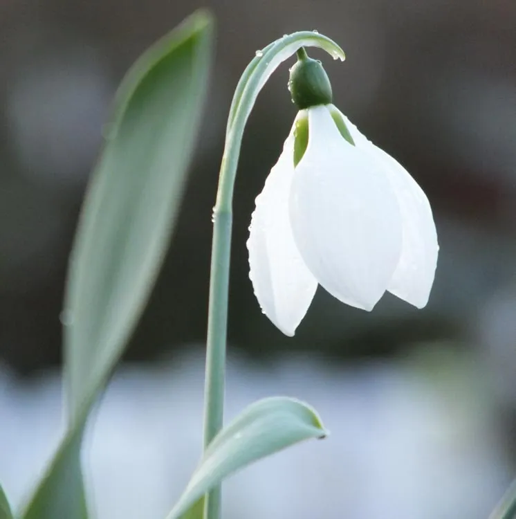 Snow Drop
