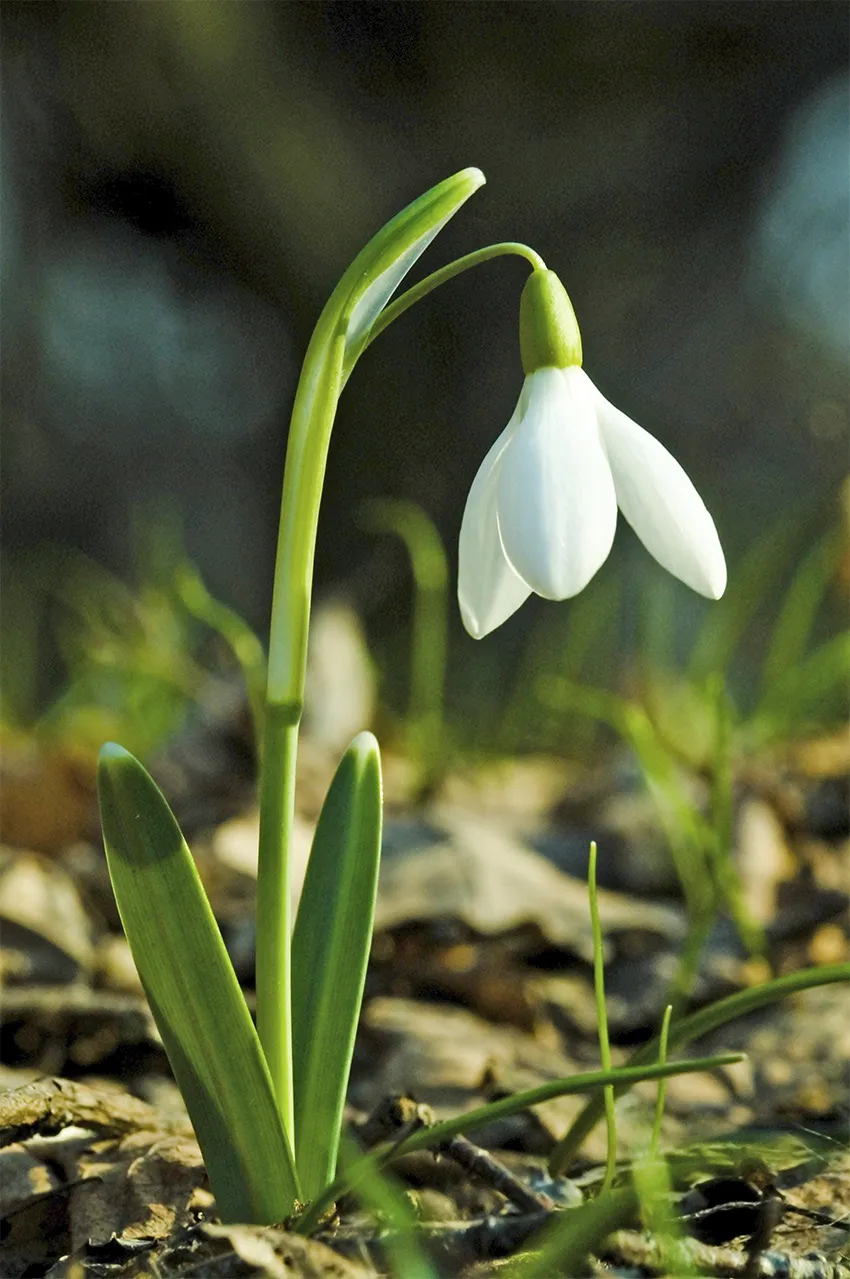 Snow Drop